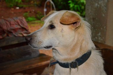Sevimli köpek portresi, evcil hayvan konsepti 