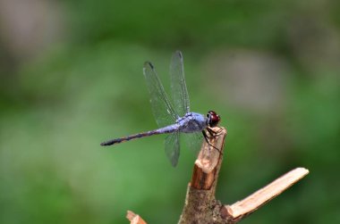 Bulanık arkaplanda yusufçuğu kapat  