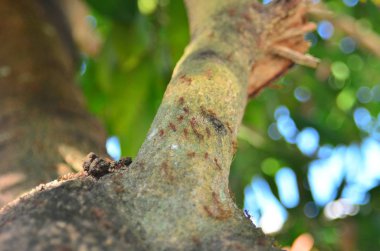 Ağaç kabuğunu kapat, boşluğu kopyala