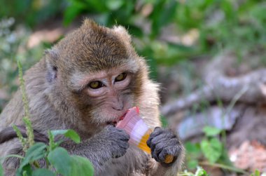 Gündüzleri doğal ortamda sevimli maymunlar