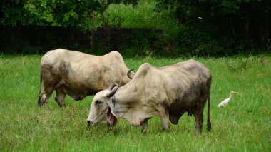 Yeşil çayırlarda otlayan inekler