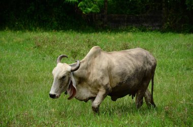 yeşil çayırlarda otlayan inek