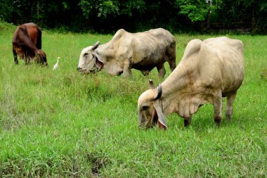 Yeşil çayırlarda otlayan inekler