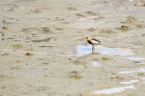 Vista Aves Alimentándose Largo Orilla Del Mar Durante Día — Foto de Stock