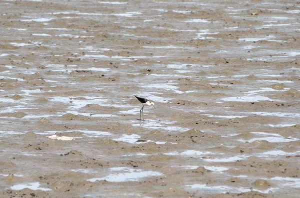 Vista Las Aves Alimentándose Largo Orilla Del Mar Durante Día — Foto de Stock