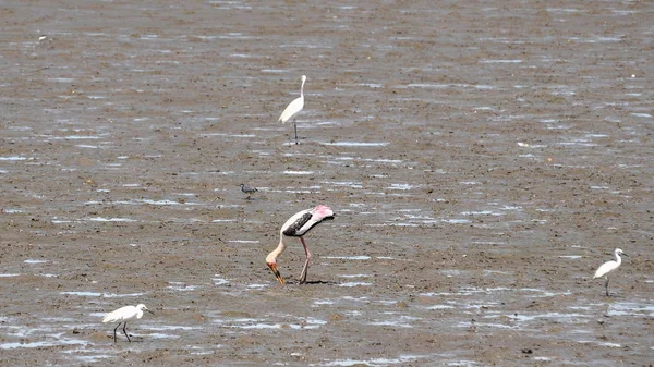 Vista Das Aves Que Alimentam Longo Costa Marítima Durante Dia — Fotografia de Stock