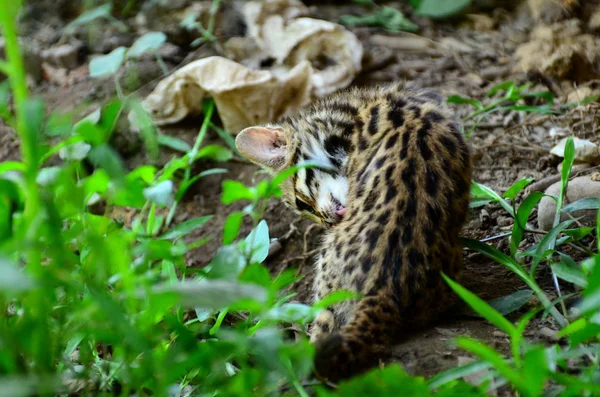 Wilde Kat Het Bos — Stockfoto