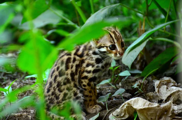 Wilde Kat Het Bos — Stockfoto