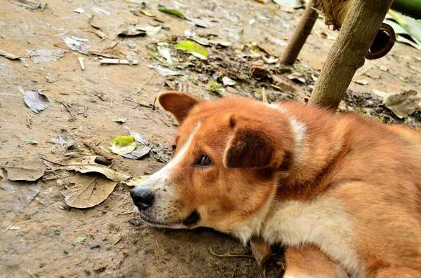 Potret Anjing Lucu Konsep Hewan Peliharaan — Stok Foto