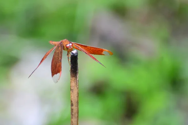 Red Dragonfly Blurred Background — Stock Photo, Image