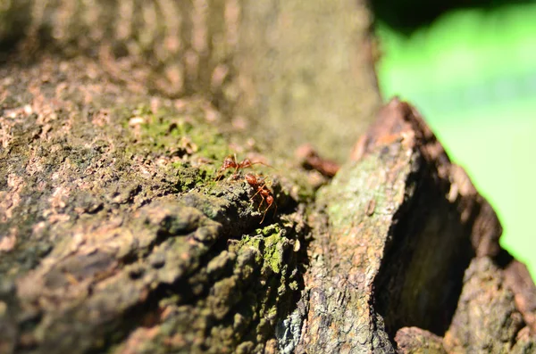 Primer Plano Corteza Del Árbol Espacio Copia — Foto de Stock