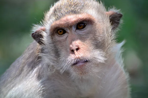 Macacos Bonitos Habitat Durante Dia — Fotografia de Stock