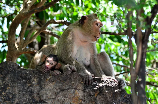 Cute Monkeys Habitat Daytime — Stock Photo, Image