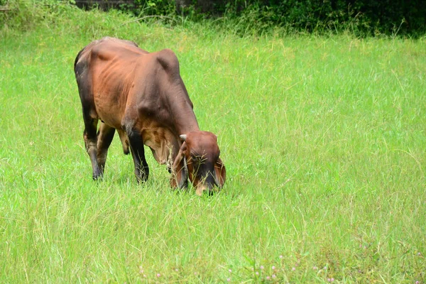 Випасання Корови Зеленому Пасовищі — стокове фото