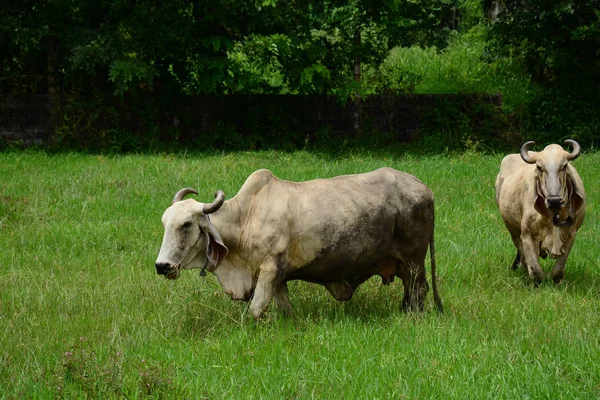 Cow Grazing Green Pasture Lawn — Stock Photo, Image