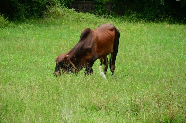 cow grazing at green pasture lawn