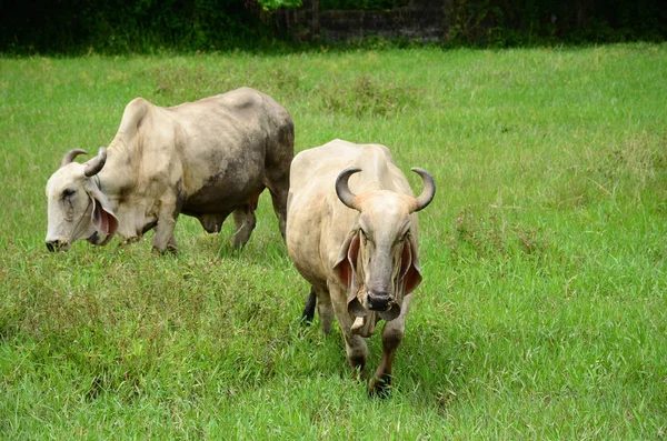 緑の牧草地の芝生で放牧する牛 — ストック写真