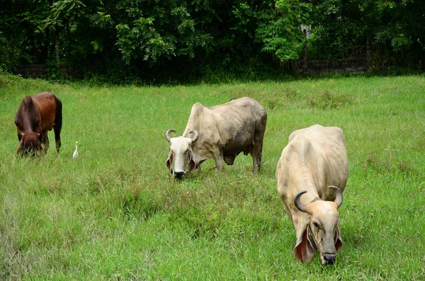 Vaches Broutant Sur Pelouse Verte Des Pâturages — Photo