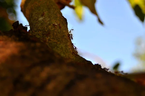 View Ants Tree Forest Royalty Free Εικόνες Αρχείου