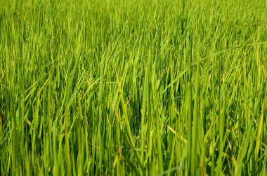 yeşil çimen arkaplanı kapat 