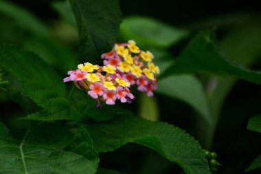 Açık havada büyüyen çiçeklerin kapağını kapatın.