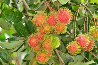 Açık havada yetişen egzotik tropikal meyveleri kapatın. 