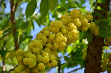Açık havada yetişen egzotik tropikal meyveleri kapatın. 
