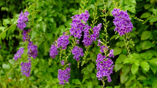 Hermosas Flores Púrpuras Cerca — Foto de Stock