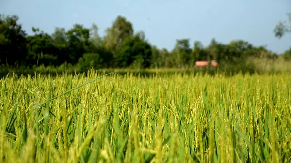 Grönt Gräs Bakgrund Närbild — Stockfoto