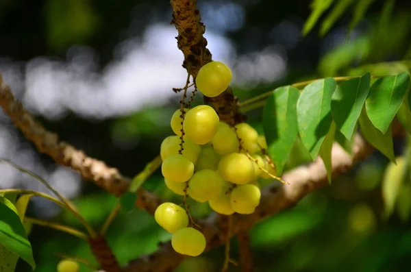 Gros Plan Fruits Tropicaux Exotiques Poussant Extérieur — Photo