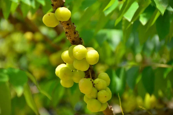 Gros Plan Fruits Tropicaux Exotiques Poussant Extérieur — Photo