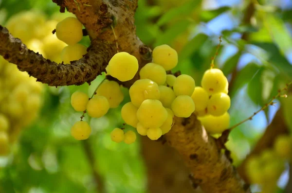 Gros Plan Fruits Tropicaux Exotiques Poussant Extérieur — Photo