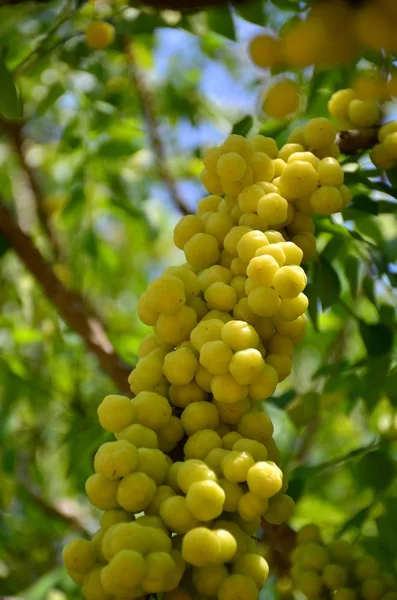 Gros Plan Fruits Tropicaux Exotiques Poussant Extérieur — Photo