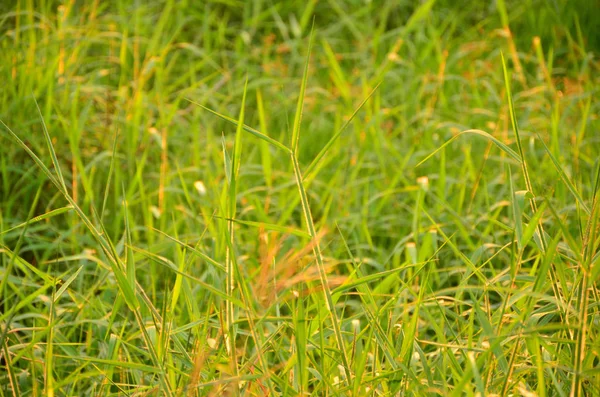 Close Plantas Verdes Crescendo Livre — Fotografia de Stock