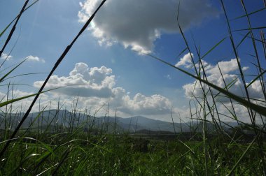 Bulutlu gökyüzü arkaplanındaki yüksek çimleri kapat