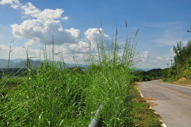 Bulutlu gökyüzü arkaplanındaki yüksek çimleri kapat