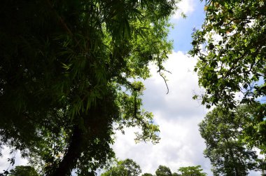 Tay güzel doğa manzara