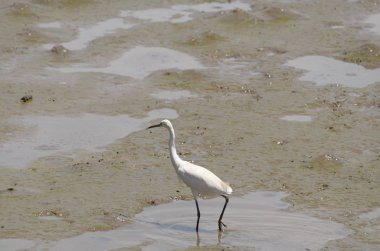 Gündüz vakti deniz kıyısında beslenen kuşların görüntüsü 