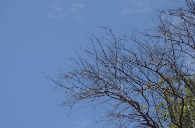 Mavi bulutlu gökyüzü arkaplanındaki ağaçlar 