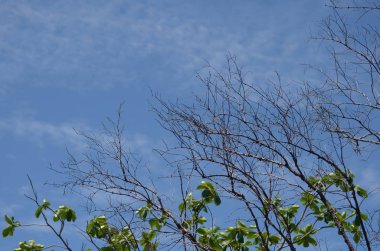 Mavi bulutlu gökyüzü arkaplanındaki ağaçlar 