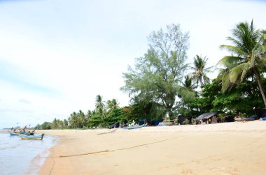Sahilde palmiyeli ahşap binalar.