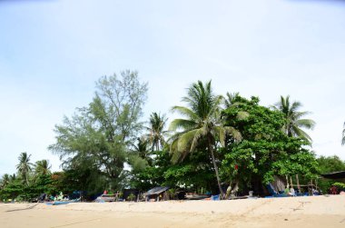 Sahilde palmiyeli ahşap binalar.