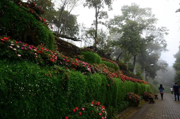 Bellissimi Fiori Vicino Sentiero Nel Villaggio Asiatico — Foto Stock