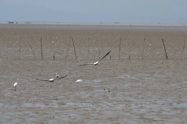 Vista Das Aves Que Alimentam Longo Costa Marítima Durante Dia — Fotografia de Stock