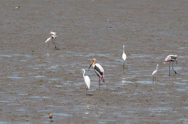 Gündüz Vakti Deniz Kıyısında Beslenen Kuşların Görüntüsü — Stok fotoğraf