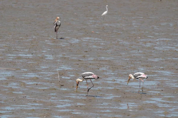 Vista Las Aves Alimentándose Largo Orilla Del Mar Durante Día — Foto de Stock