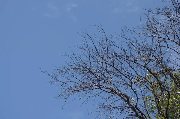 Bäume Auf Blauem Bewölkten Himmel Hintergrund — Stockfoto