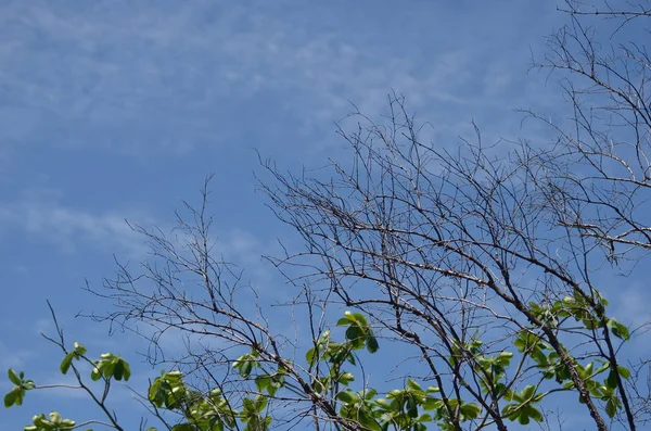 Bäume Auf Blauem Bewölkten Himmel Hintergrund — Stockfoto