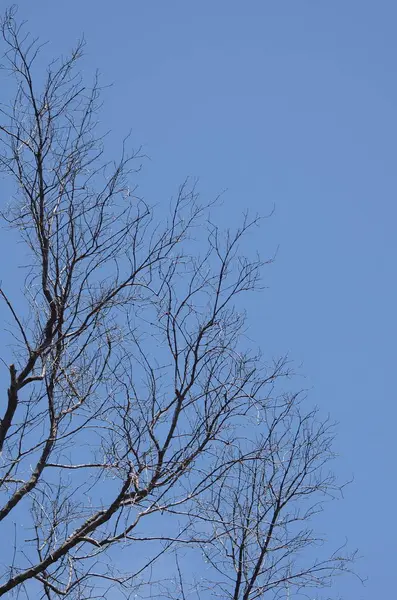 Bäume Auf Blauem Bewölkten Himmel Hintergrund — Stockfoto