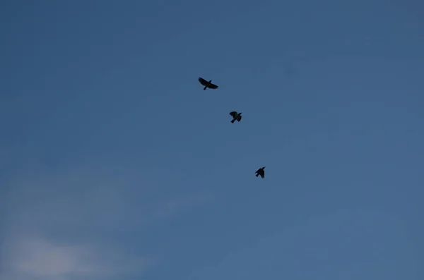 Vögel Fliegen Blauem Himmel — Stockfoto